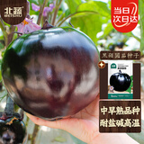 北蔬 圆茄子种子苗紫黑特大南北方种植四季蔬菜种籽 黑硕圆茄种子50粒