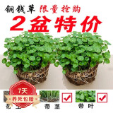 若绿铜钱草盆栽套餐 室内盆栽植物土培水培花卉绿植源头直发包邮 铜钱草二盆(原土带叶发货）