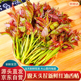 京地达云南头茬露天新鲜红油香椿净重1斤装叶芽蔬菜春菜源头直发包邮