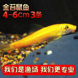 云峰海瑞清洁鱼活体热带鱼观赏鱼水族宠物工具鱼垃圾鱼老鼠鱼鱼缸除藻 金苔鼠鱼4-6cm 3条