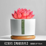 绿荫巷子多肉植物组合套餐肉肉室内植物办公室电脑桌面盆栽好养活小盆栽 【红宝石】精养大颗 含瓷盆+托