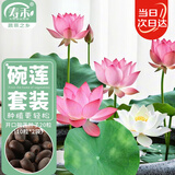 寿禾 碗莲种子已开口水培鱼缸装饰好养四季开花 碗莲2包20粒(10粒/包)