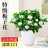 爱优尚栀子花小盆栽室内浓香花卉绿植四季开花恐龙蛋盆源头直发