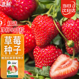 北蔬 草莓种子种苗奶油草莓盆栽带土秋四季水果籽 红颜草莓种子500粒