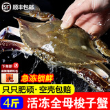 梭子蟹特大活冻野生新鲜大螃蟹大蟹生鲜水产飞蟹大肉蟹顺丰 掌柜推荐-全母蟹【约6-10只 】净重4斤