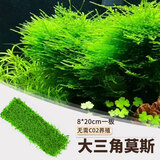 疯狂水草（FKSC）莫斯水草活体植物鱼缸造景底部前景套餐懒人阴性莫斯树沉木水榕 大三角莫斯