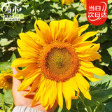 寿禾 向日葵种子苗观赏花卉种籽家庭阳台 小狮子向日葵种子5g约100粒