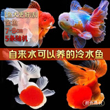 云峰海瑞观赏金鱼 冷水鱼 观赏鱼耐活鱼 活体鱼 淡水鱼小金鱼活鱼锦鲤活鱼 【鱼大更好活】金鱼7-8cm5条随机