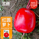 北蔬 萝卜种子苗秋季大红丰满身红皮白肉蔬菜种籽 红圆萝卜种子10g