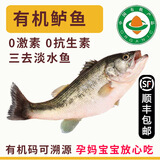 有机淡水鲈鱼【顺丰-多地次日达】孕妇宝宝健康食辅鲜活三去水产 300g*3条【常规大小】 有机认证 现杀发出