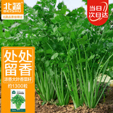 北蔬 香菜种籽老品种小叶盆栽四季菜籽种苗 叶多维香菜籽种子约1300粒