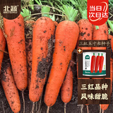 北蔬 胡萝卜种子苗秋季老品种蔬菜种籽 三红五寸参胡萝卜种子50g桶装