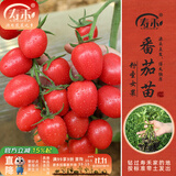 寿禾 蔬菜苗活苗带土发货大全菜苗种苗秋冬各种秧苗山东寿光苗子阳台 粉圣女果6棵