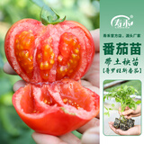 寿禾 粉果番茄种子老品种西红柿大果寿光蔬菜粉冠毛粉秋冬季洋柿子 普罗旺斯种子苗 6棵