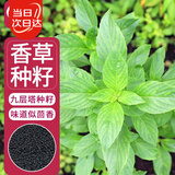 寿禾 九层塔种子苗罗勒可食用香料香草种籽 潍丰埋香九层塔种子2000粒