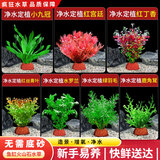疯狂水草（FKSC）鱼缸水草蜈蚣草鱼缸造景专用真水草懒人水培植物净化水质直接入缸 色彩斑斓组合【适合30-40缸】（送营养液））
