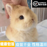 梦茜儿（MEXEMINA）兔子活物侏儒兔凤眼小型茶杯兔长不大不咬人宠物荷兰垂耳兔子活体 黄色侏儒兔【公母可选】