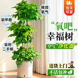 植男植女幸福树造型绿宝盆栽绿植客厅室内大型绿植办公室乔迁新居源头直发