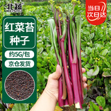 北蔬 红菜苔种子种苗菜心菜薹四季青菜蔬菜种籽 北蔬红菜苔种子5g