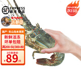 时寐东山岛海捕小青龙虾新鲜活冻大号青龙虾端午中秋春节礼盒顺丰空运  300-350克/只