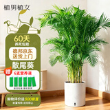 植男植女客厅绿色植物散尾葵大型绿植凤尾竹室内盆栽轻奢夏威夷竹源头直发