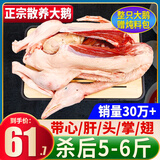 柒岛大鹅生鲜整只鹅肉大白鹅老鹅新鲜农家散养土鹅烤鹅煲汤红烧批发 大鹅杀后净重5-6斤【甄选品质】
