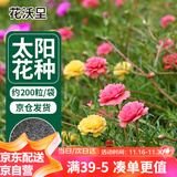 花沃里 太阳花种子混色约200粒 花卉种子家庭盆栽阳台/办公室/庭院草籽