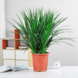 若绿龙须树龙血树龙铁树室内客厅大型植物盆栽绿植 花卉源头直发包邮 80厘米3棵