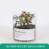 绿荫巷子多肉植物类绿植盆栽肉肉办公室内仙人掌球桌面带盆好养活小盆景 【雅乐之舞】高透玻璃杯土砂+hello猫头鹰