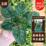 北蔬 菠菜种子苗老品种耐寒小叶大叶红根秋季菜籽 趴地香菠菜种子20g