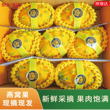 京地达海南燕窝果 树熟果麒麟果黄火龙果净重3斤单果100g+源头直发包邮