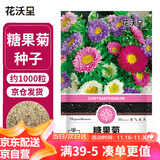 花沃里糖果菊花种子约1000粒 花卉种子阳台种菜土盆栽蔬菜种子庭院草籽