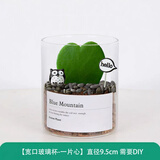 绿荫巷子多肉植物类绿植盆栽肉肉办公室内仙人掌球桌面带盆好养活小盆景 【一片心】高透玻璃杯土砂+hello猫头鹰