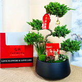 元族教师节礼物【2小时达】五层塔松盆栽青松绿植送老师乔迁开业盆景 松鹤延年【五层塔松盆景】 祝寿送礼推荐（花盆随机）