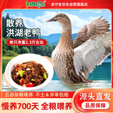 BOZAIJIA波仔家洪湖老鸭 净重2.3斤 散养700天老麻鸭母鸭土鸭 源头直发