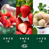 寿禾草莓苗带土发货大苗寿光大型苗场四季带盆栽好春夏季批发奶油秧苗 【组合3盆】香野章姬小白各1盆