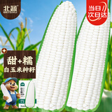 北蔬 玉米种子苗白糯粘香大棒抗旱抗倒蔬菜籽 白玉糯909玉米种子100g