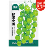 北蔬 番茄种子苗绿色清甜圣女果西红柿青口蜜蔬菜籽 绿果小番种子25粒