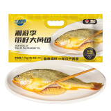 三都港 洄游季带籽大黄鱼1.1kg/条 黄花鱼 鱼籽 生鲜 鱼类 海鲜 深海鱼