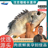 沈志雄福建东山岛澳角村海鲜海钓黄翅鱼黄鳍鲷黄立鱼黄脚立2-5条共1000g