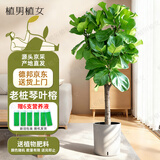 植男植女琴叶榕盆栽绿植室内客厅落地大型易活乔迁新居入户好养源头直发