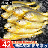 尚致小黄花鱼新鲜海捕小黄鱼活鱼速冻商用批发海鲜水产烧烤食材 小黄花鱼