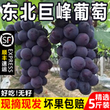 顺丰东北辽宁巨峰葡萄5斤新鲜水果无籽香甜黑提子当季现摘整箱发L 净重2斤装【顺丰快递】