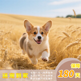 梦茜儿（MEXEMINA）纯种威尔士双色柯基幼犬活体宠物狗狗双血统三色柯基犬小短腿狗狗 宠物级 家养款 公