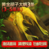 云峰海瑞清洁鱼活体热带鱼观赏鱼水族宠物工具鱼垃圾鱼老鼠鱼鱼缸除藻 黄金胡子大帆3条（3-5厘米）