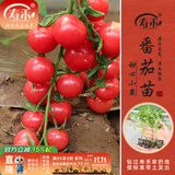 寿禾 蔬菜苗活苗带土发货大全菜苗种苗秋冬各种秧苗山东寿光苗子阳台 圆果甜心圣女果苗 6棵