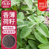 寿禾 薄荷种子苗可食用香草植物盆栽种植 潍丰食用香薄荷种子1200粒