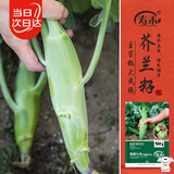 寿禾 鸡腿芥兰种子苗芥蓝四季蔬菜籽 肥翠七号(鸡腿芥兰)种子30g*2袋