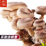大禹蘑菇种植包玉米平菇芯菌包家庭种植香菇菌菇种子可食用菌包菌棒 香菇菌种蘑菇菌包 2个约4斤