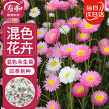 寿禾 永生菊花种子苗四季种植景观盆栽花草籽 混色永生菊种子约2000粒